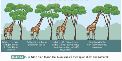 BÀI 50: CƠ CHẾ TIẾN HÓA